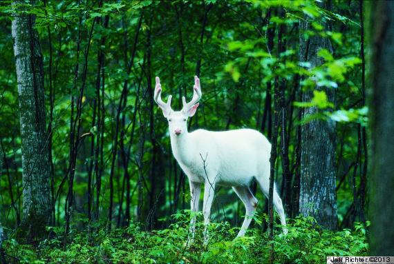 white deer walking in the night